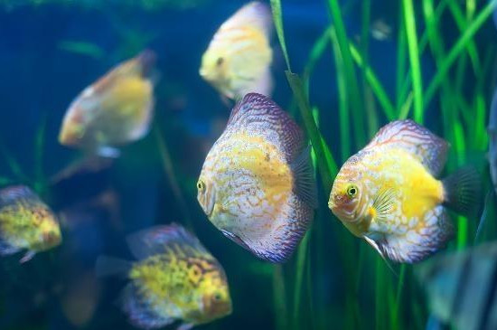 七彩神仙魚不吃食什么原因
