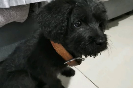 德牧趴蹄怎么治療最快，治療狗趴蹄的方法