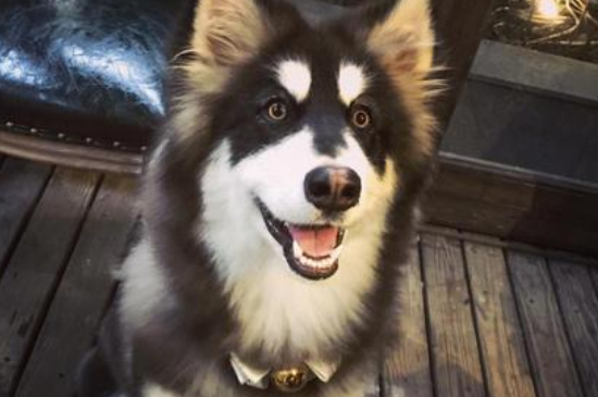 阿拉斯加犬是否為禁養(yǎng)犬
