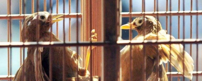 畫眉鳥養(yǎng)了三年不起性怎么辦