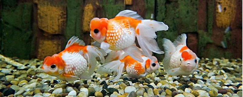 怎樣養(yǎng)金魚的基礎(chǔ)知識
