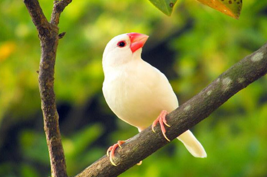 白文鳥的壽命有多長(zhǎng)