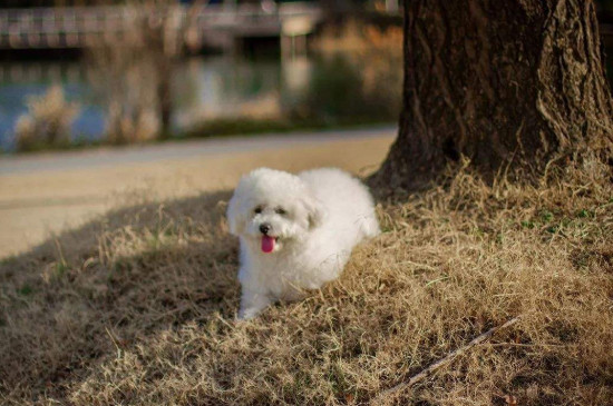 比熊犬怎么養(yǎng)，新人養(yǎng)比熊犬注意事項