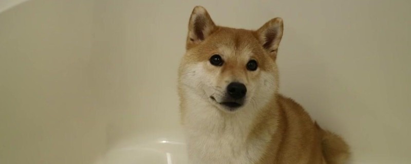 柴犬什么叫爆臉