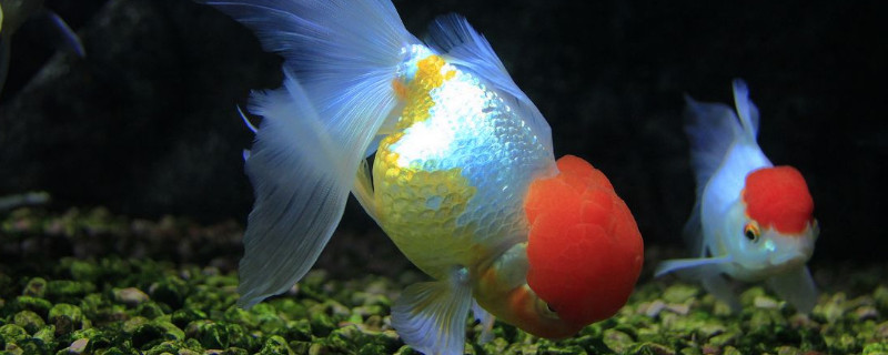 新手怎么養(yǎng)金魚