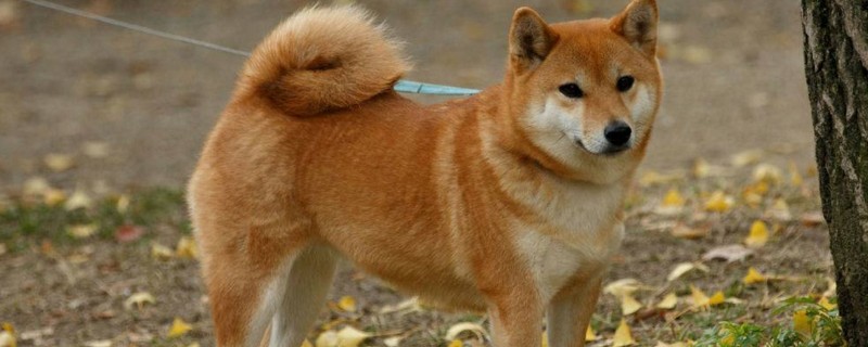 柴犬怎么訓練，適當獎懲讓它變得安靜聽話