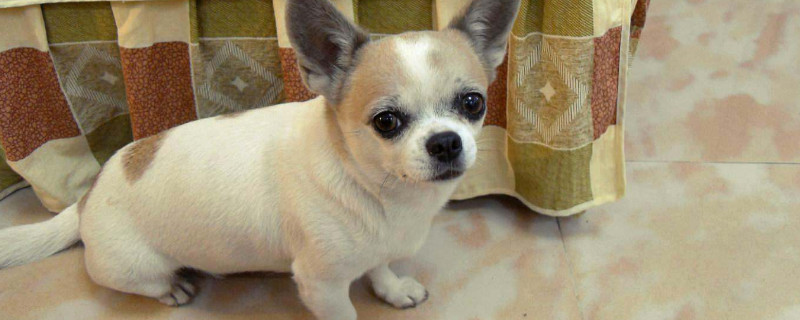 小鹿犬和吉娃娃哪個貴