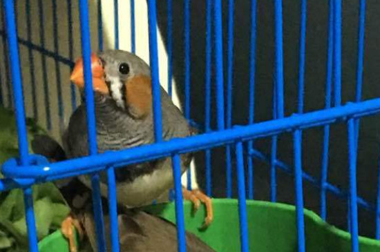 灰文鳥交配后多久下蛋