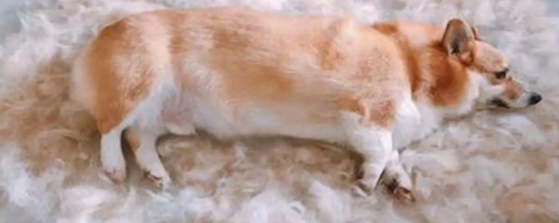 狗狗脫毛怎么辦怎么處理