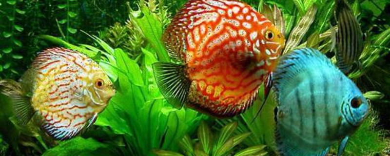 七彩神仙魚可以和鸚鵡魚混養(yǎng)嗎