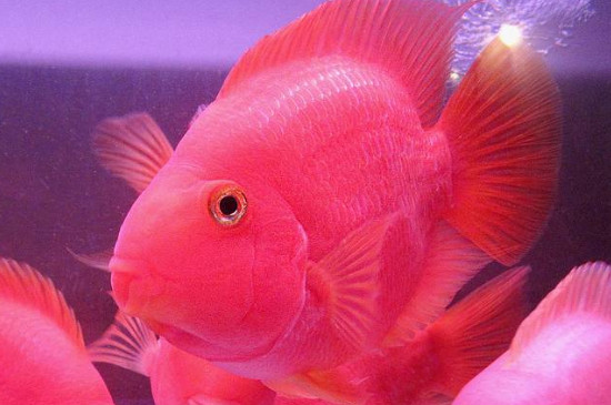 鸚鵡魚禁忌