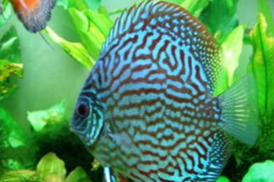 七彩神仙魚可以長到多大