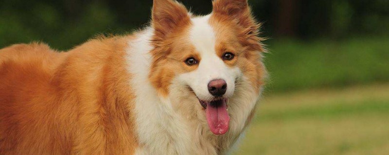 邊境牧羊犬如何訓(xùn)練
