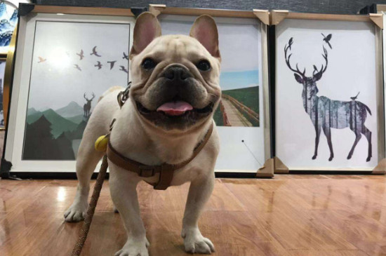 英斗犬和法斗犬區(qū)別
