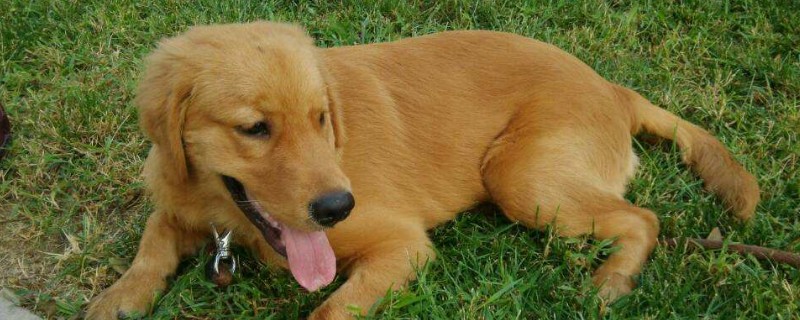 早中晚期狗瘟的治療方法，治療犬瘟熱成功的經(jīng)驗(yàn)