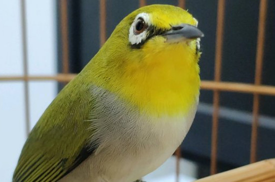 繡眼鳥怎么養(yǎng)能大叫，怎么讓繡眼鳥開口大叫