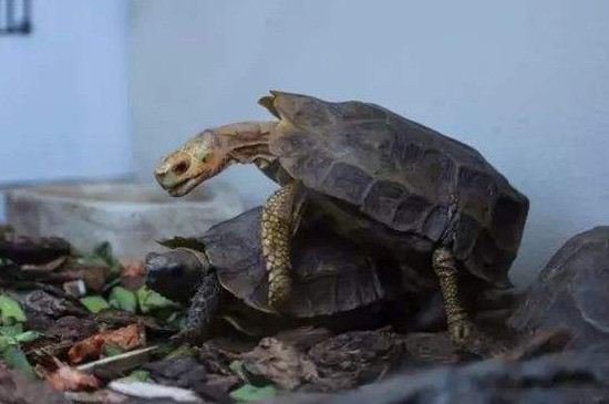 豹紋陸龜?shù)念^老是抖動