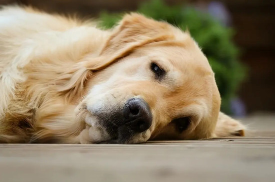 狗狗誤食老鼠藥怎么辦