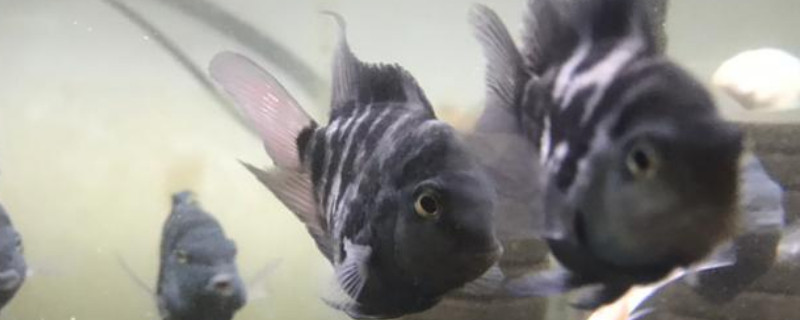 迷你鸚鵡魚卵多久變黑