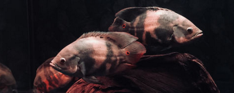 養(yǎng)地圖魚養(yǎng)幾條好