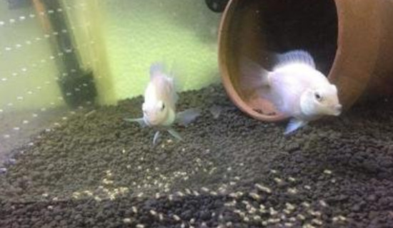 迷你鸚鵡魚下籽后怎樣處理