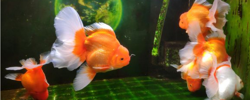 養(yǎng)2條金魚好嗎