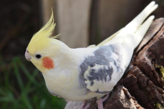 玄鳳鸚鵡第一次下蛋能下幾個