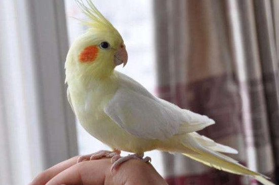 手養(yǎng)玄鳳要不要籠子