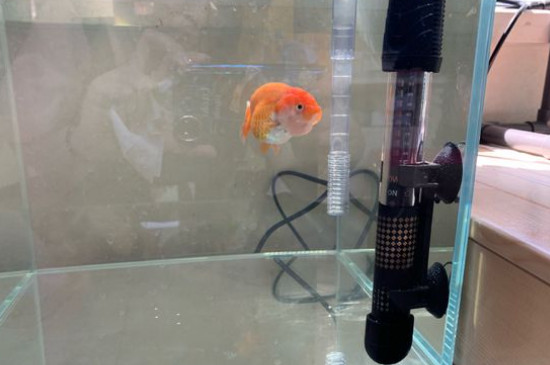 金魚的記憶有多久