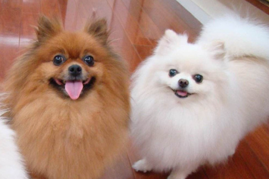 博美犬怎么養(yǎng)毛更好