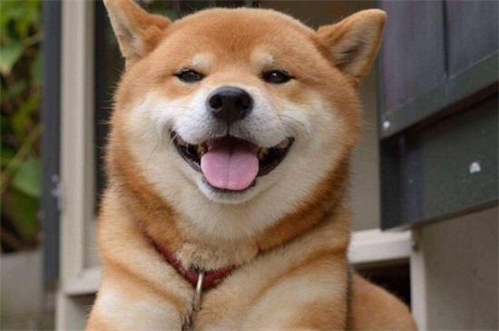 怎樣訓(xùn)練柴犬，從小訓(xùn)練適當(dāng)體罰但要把握時間