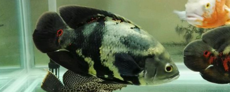 地圖魚會(huì)撐死嗎