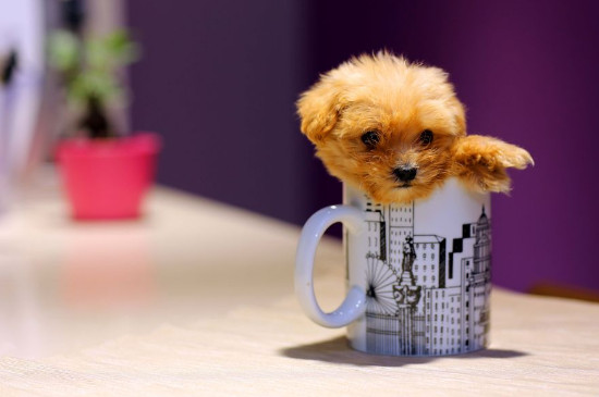 茶杯犬怎么養(yǎng)方法
