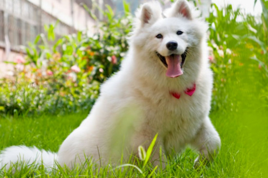 薩摩耶屬于什么型號犬啊