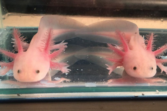 六角龍魚餓的表現(xiàn)