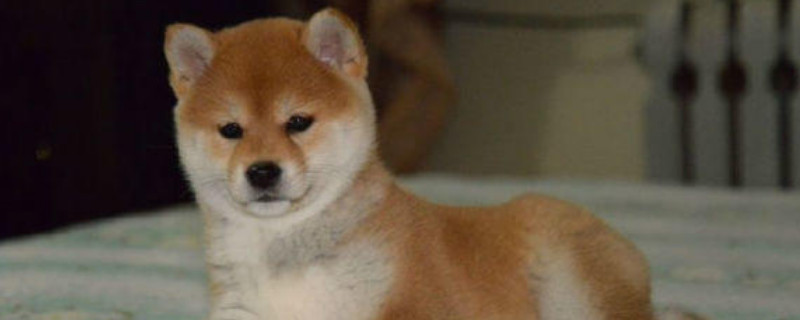 柴犬要養(yǎng)到多大才聽話