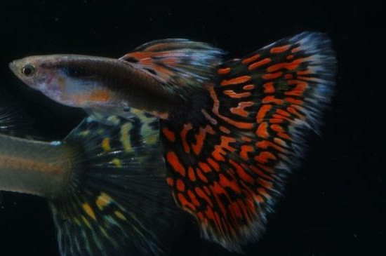 雜袍孔雀魚是什么