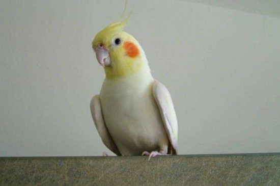 玄鳳鸚鵡吃什么長得快