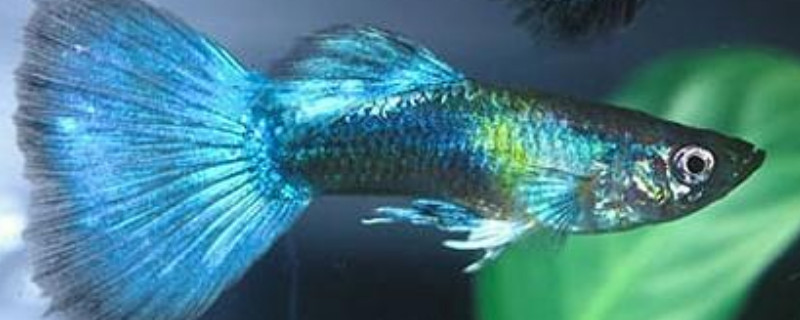 孔雀魚繁殖溫度多少合適