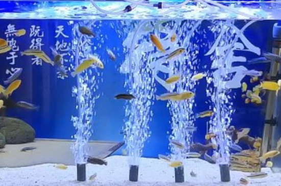 新手魚缸養(yǎng)魚的方法和技巧