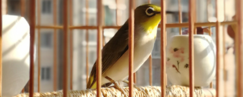 繡眼鳥怎么養(yǎng)馴不怕人
