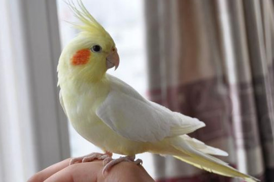玄鳳鸚鵡開(kāi)心的表現(xiàn)