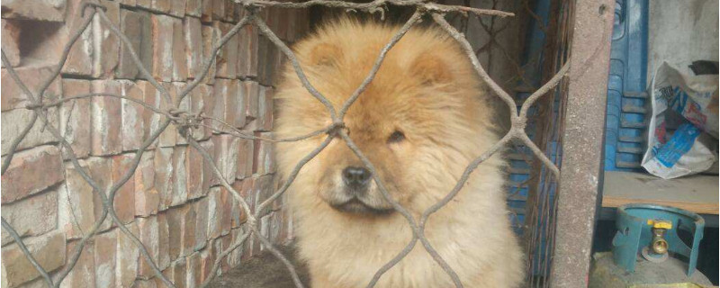 松獅通過什么認(rèn)主人