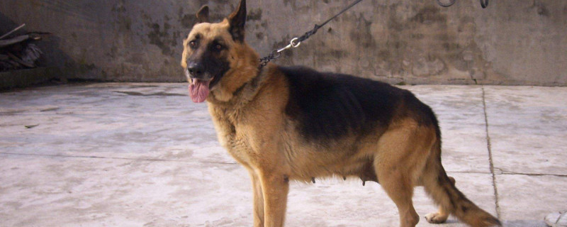 德國牧羊犬吃什么