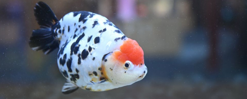 金魚(yú)冬天會(huì)凍死嗎
