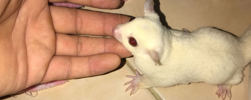 蜜袋鼯半夜像狗一樣叫