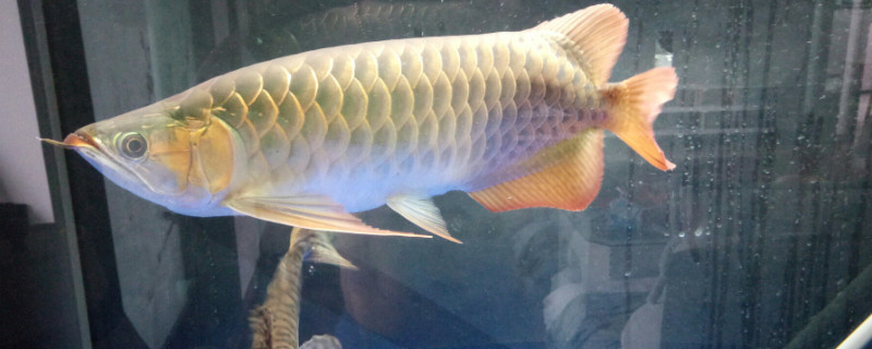 星點(diǎn)龍魚怎么養(yǎng)