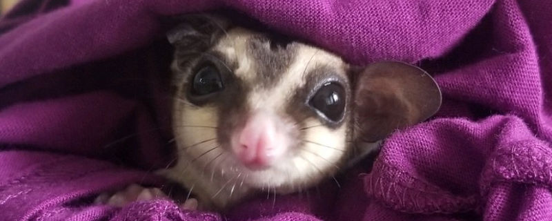 蜜袋鼯學狗叫怎么處理