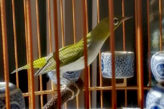 怎樣自制繡眼鳥食，自制繡眼飼料配方