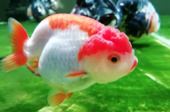 金魚怎么養(yǎng)才能活，怎樣才能讓金魚活得更久